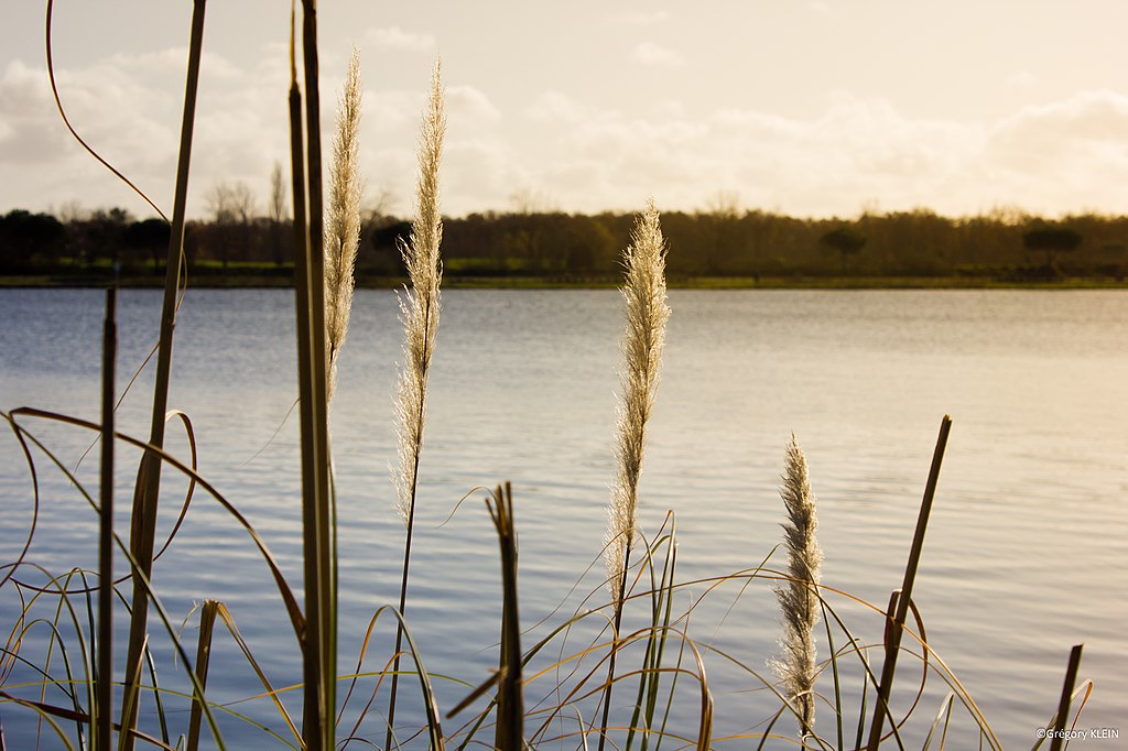 Cheminée Tournefeuille